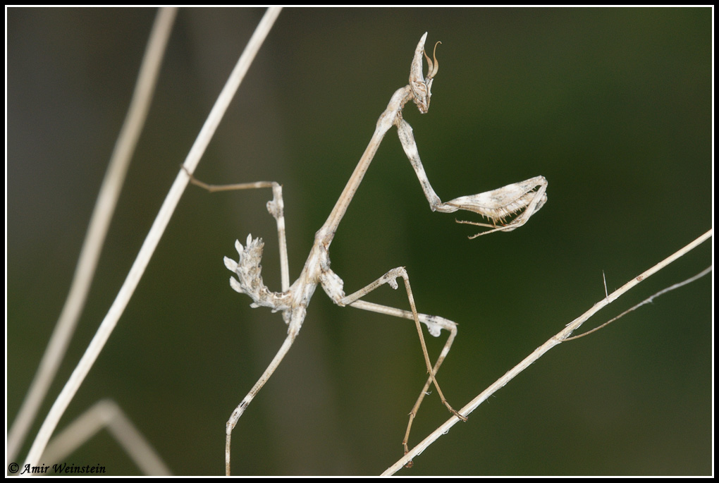 Mantis egg case